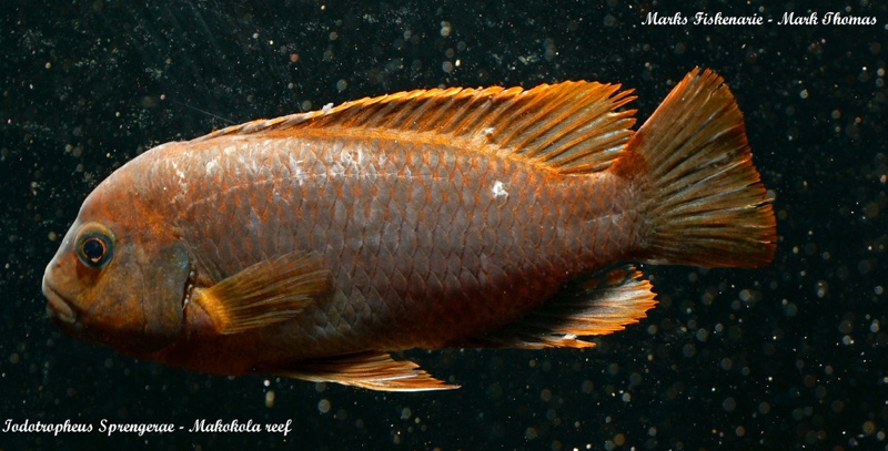 Iodotropheus sprengerae 'Makokola Reef'